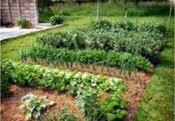 Budidaya Tanaman Sayuran Di Lingkungan Perkotaan