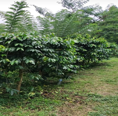 Sebutkan penyebaran tanaman kopi di indonesia