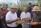 Gerakan Panen Cabai dan Bawang Merah bersama Pj Gubernur Bali di Desa Songan B, Kecamatan Kintamani, Kabupaten Bangli