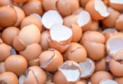 Memanfaatkan Limbah Cangkang Telur
