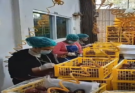 Hilirisasi Manggis di Bali