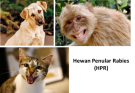 Vaksinasi Rabies Massal 2025 pada Hewan Penular Rabies (HPR)